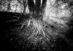 Kořeny | fotografie